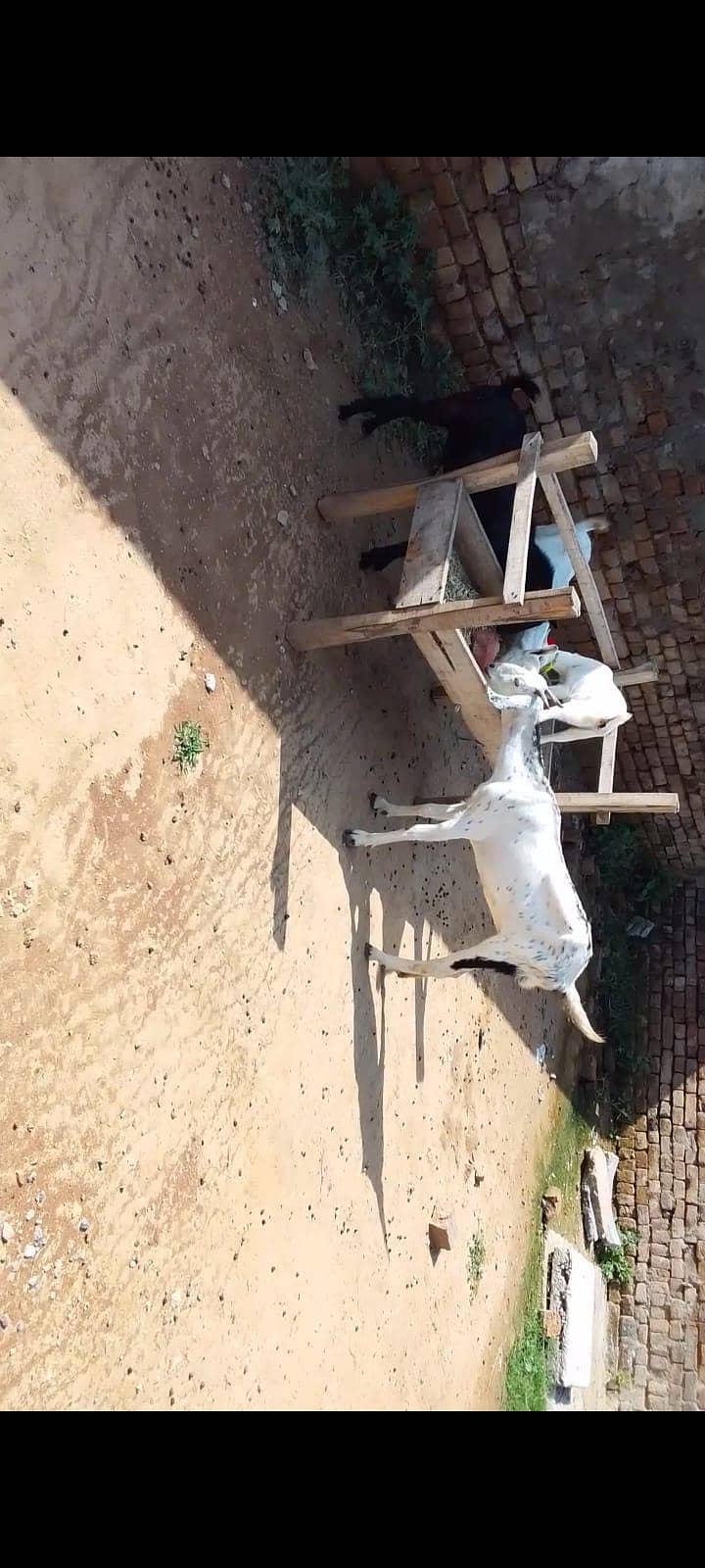 Goats 1