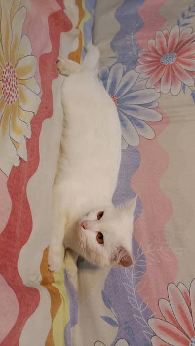 white cat for sale
