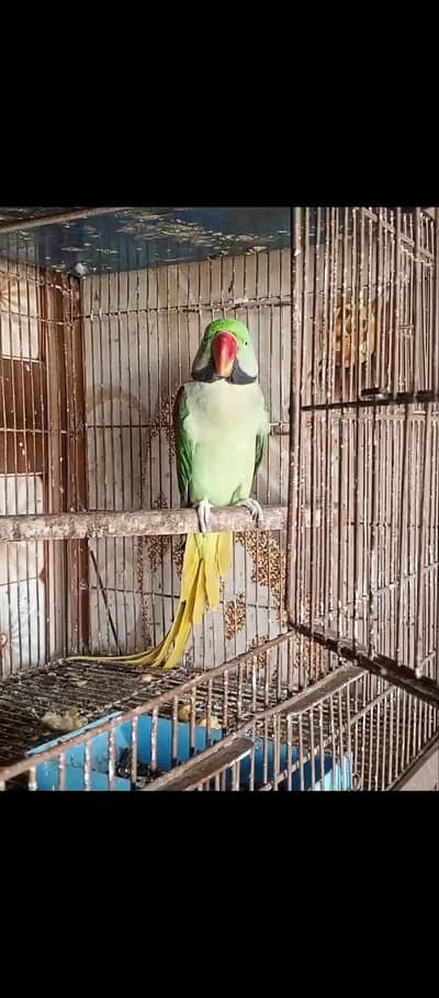Raw Parrott MashaAllah breeder granted