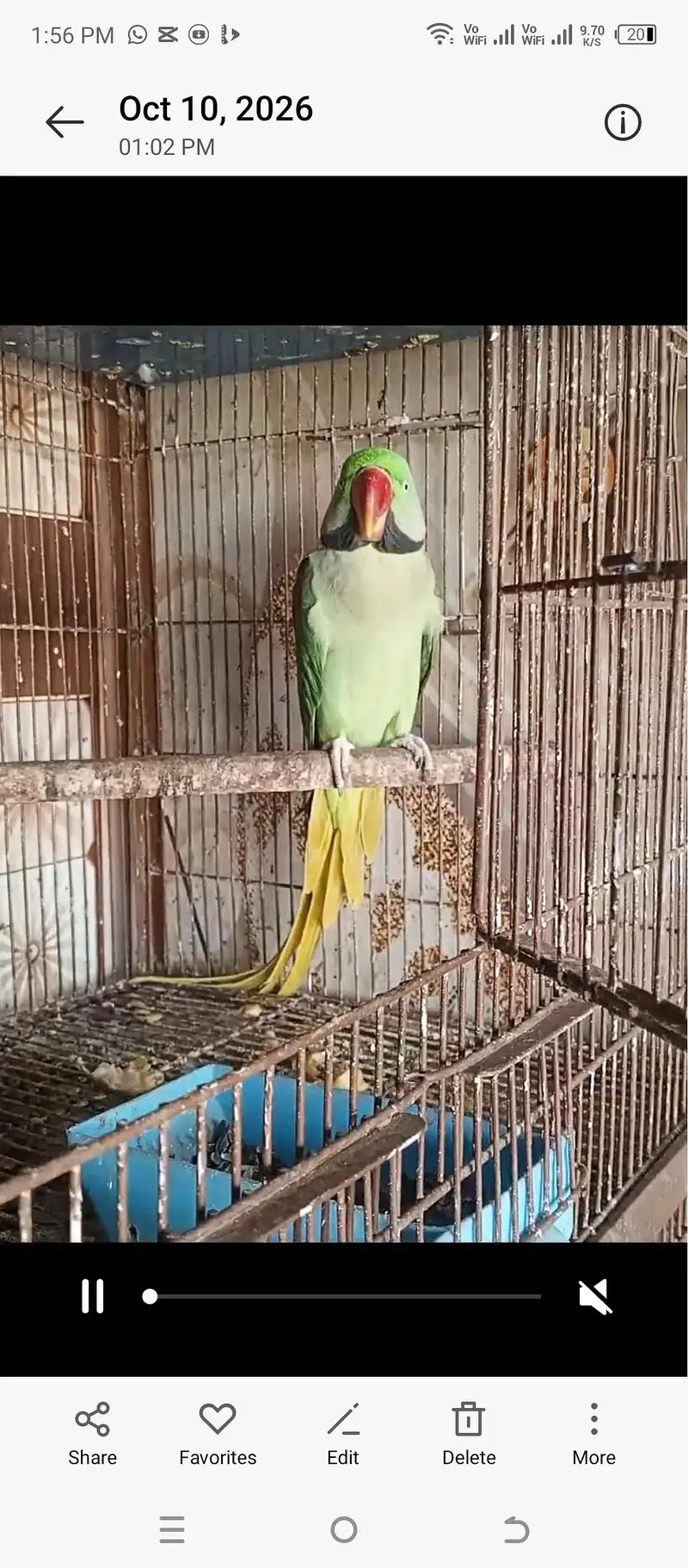Raw Parrott MashaAllah breeder granted — photo 2