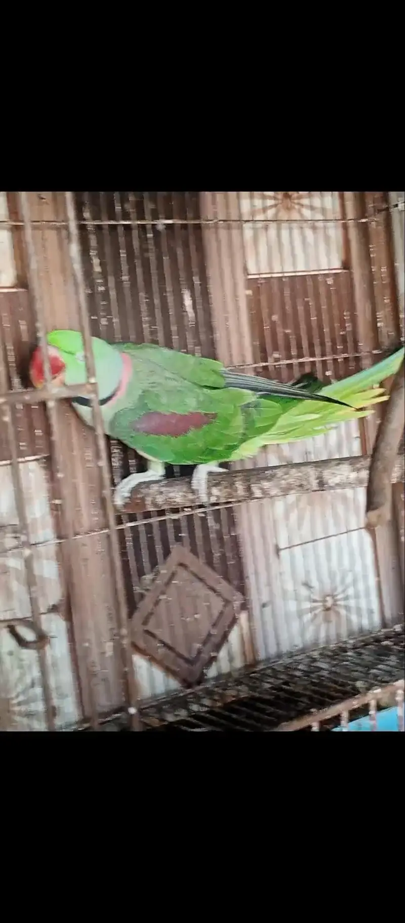 Raw Parrott MashaAllah breeder granted — photo 8