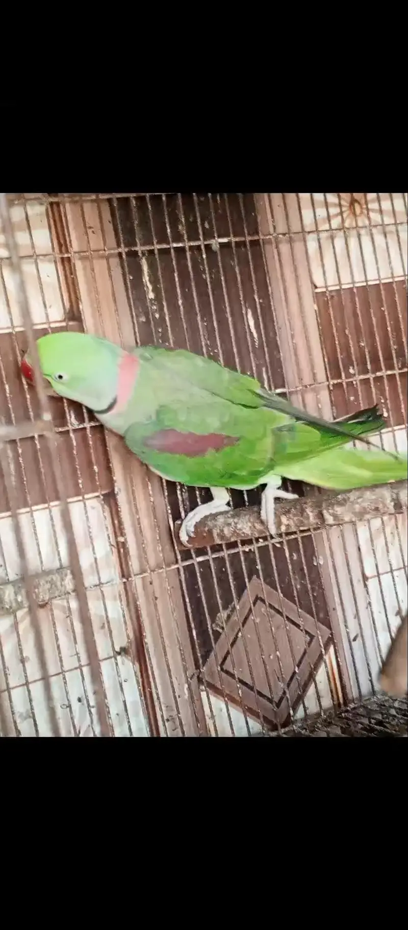 Raw Parrott MashaAllah breeder granted — photo 9