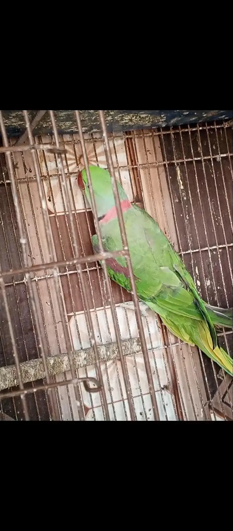 Raw Parrott MashaAllah breeder granted — photo 10