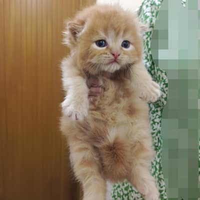persian kitten for sale. . male and female both available