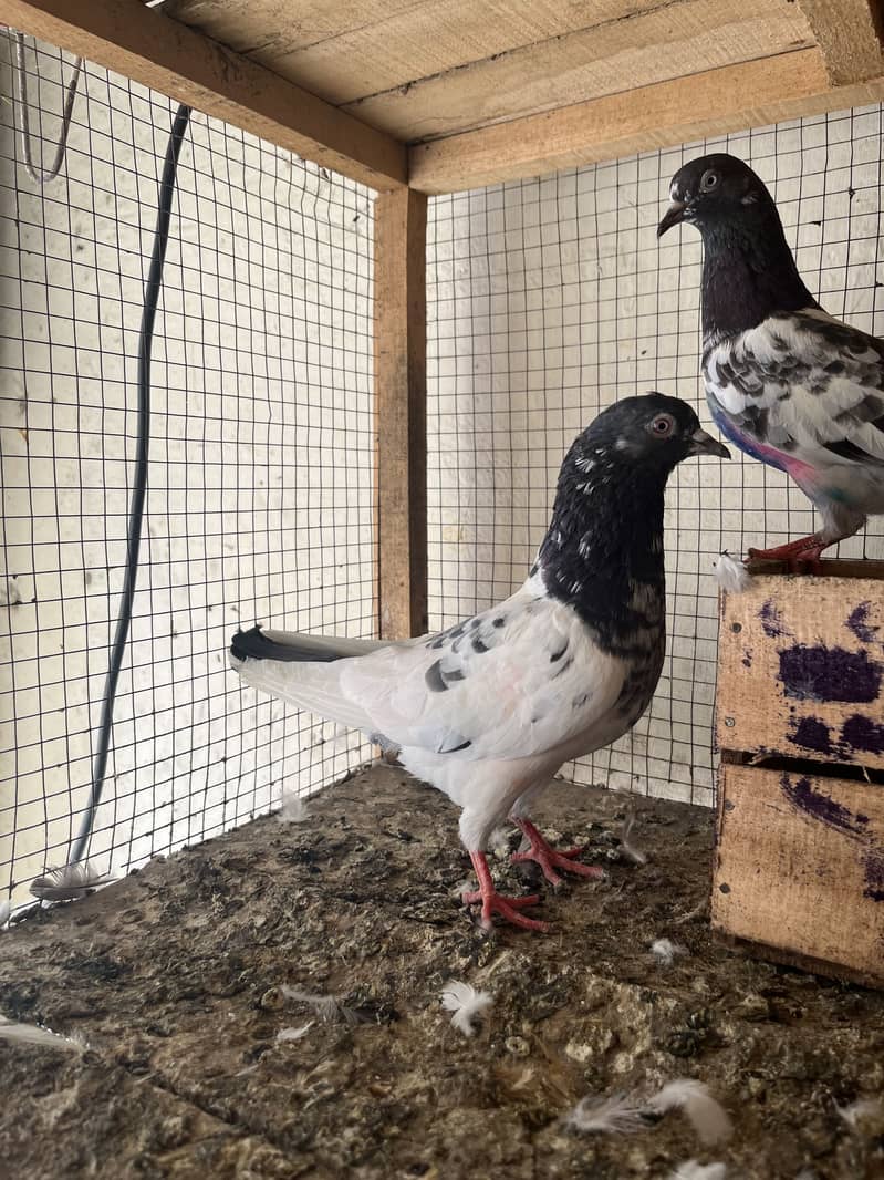 Taddy pair 1
