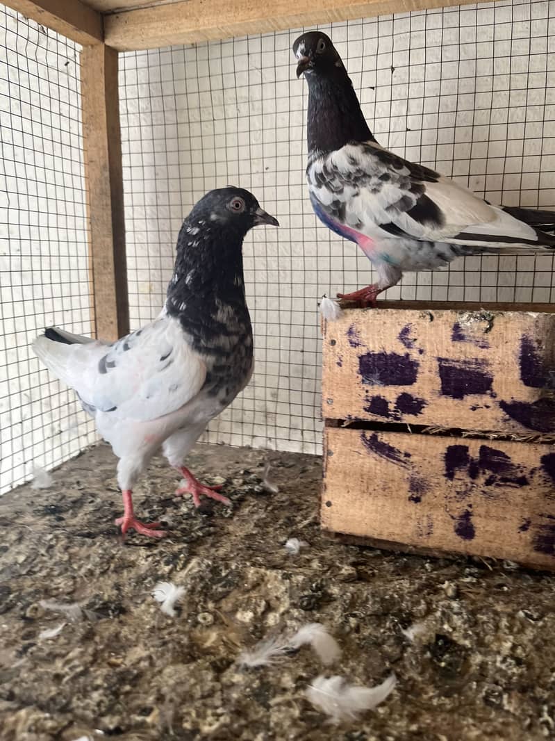 Taddy pair 2