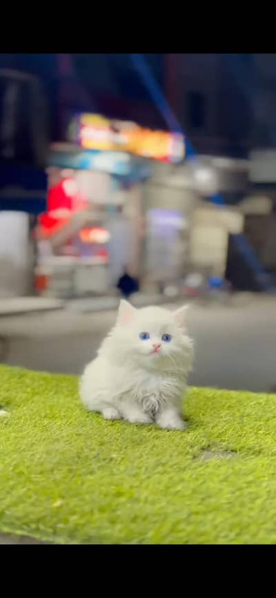 Persian kittens whatapp//0320 //7093//727