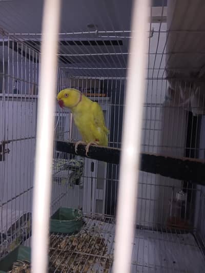 yellow ringnack breeder male