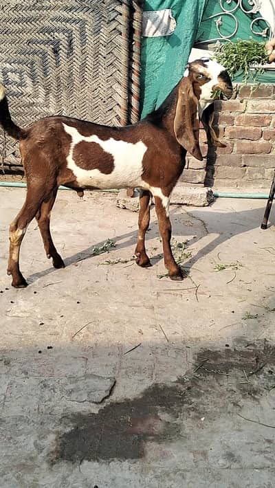 Male age 6 mah hight 31