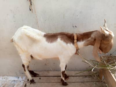 Desi Bakri