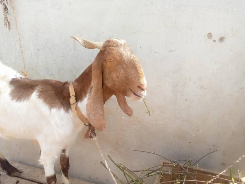 Desi Bakri 1