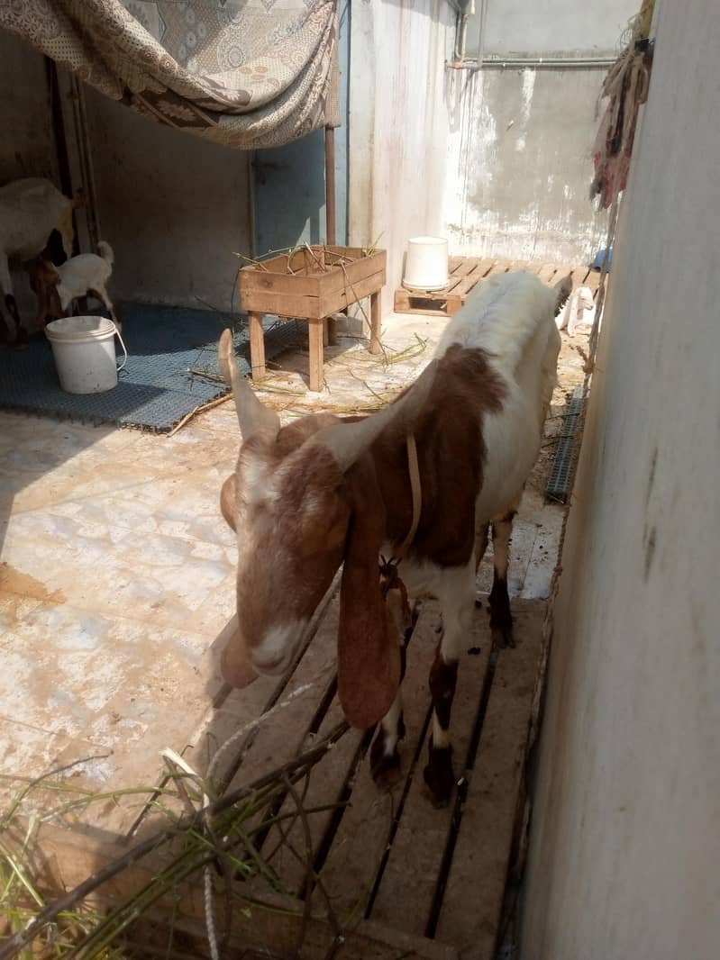 Desi Bakri 2