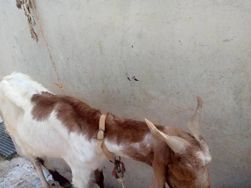 Desi Bakri 3