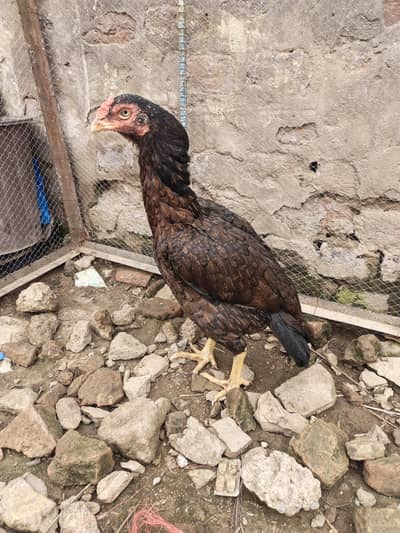 Amroha cross breeder hen