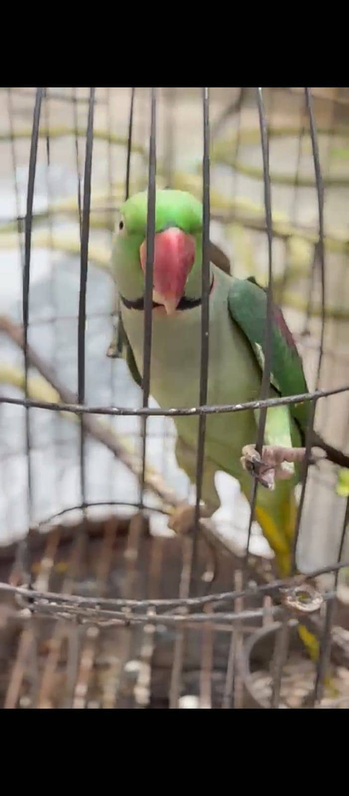 Breeder pair 1
