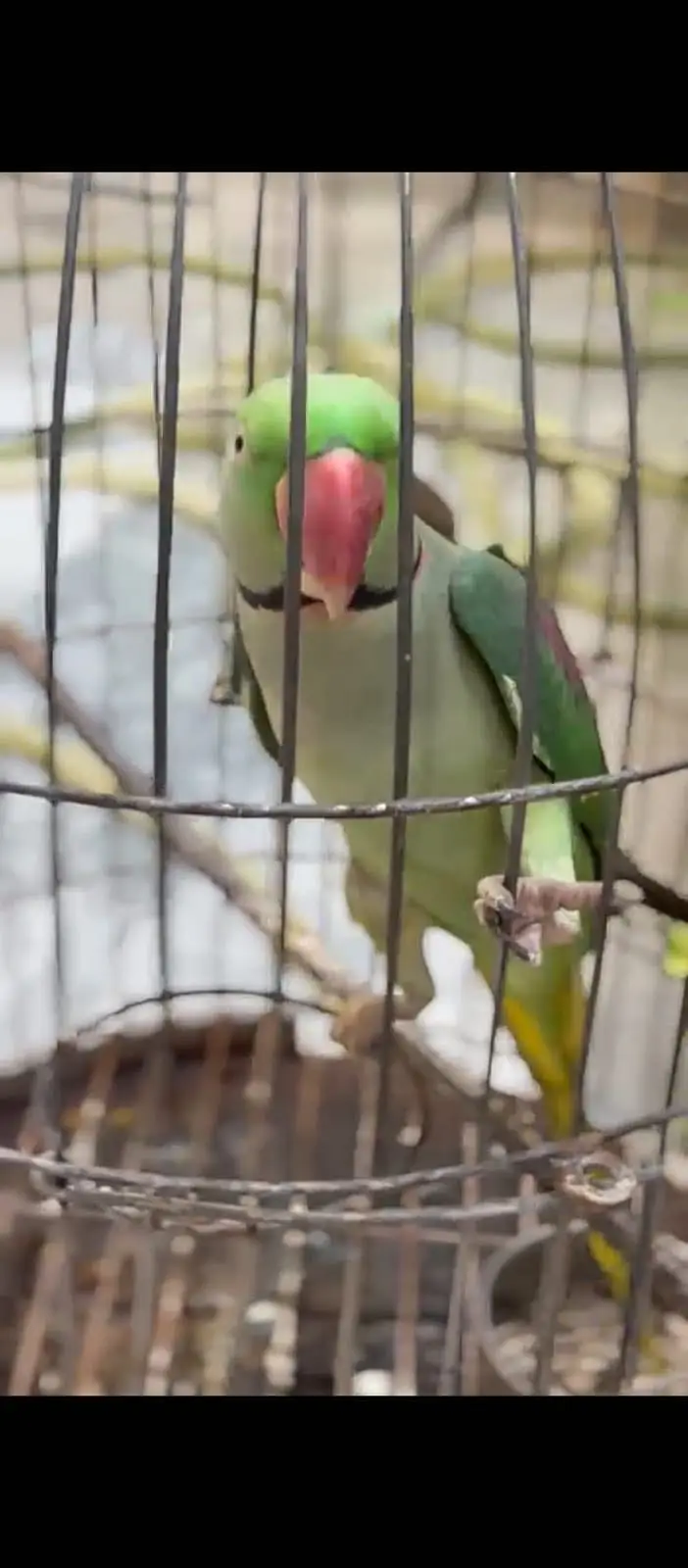 Breeder pair — photo 2