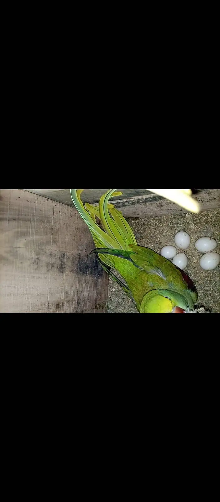 Breeder pair — photo 5