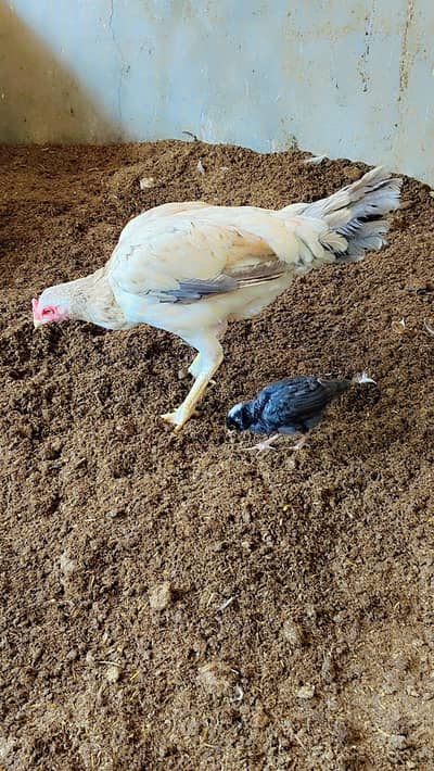 Mother with 1 chick