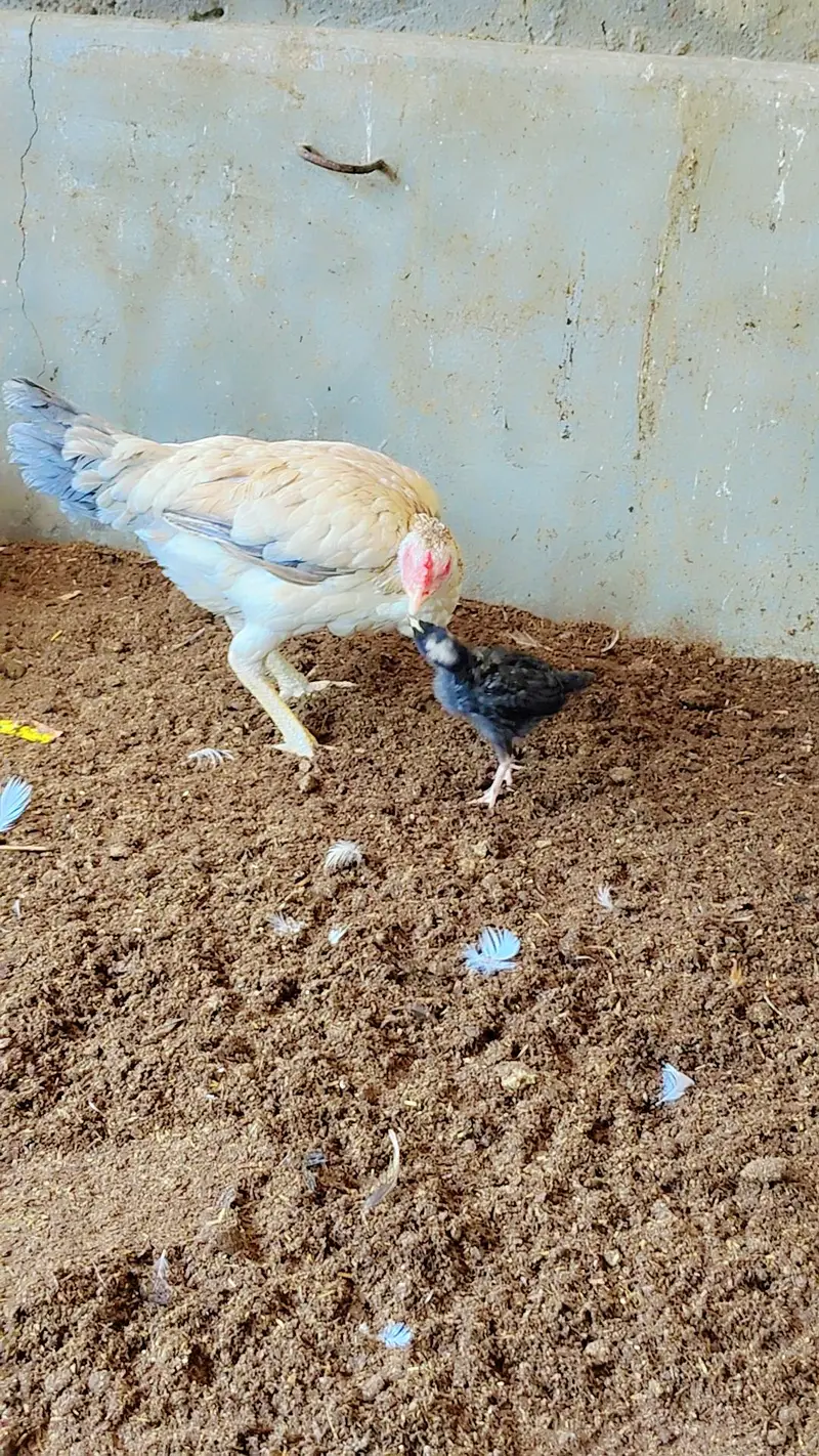 Mother with 1 chick — photo 2