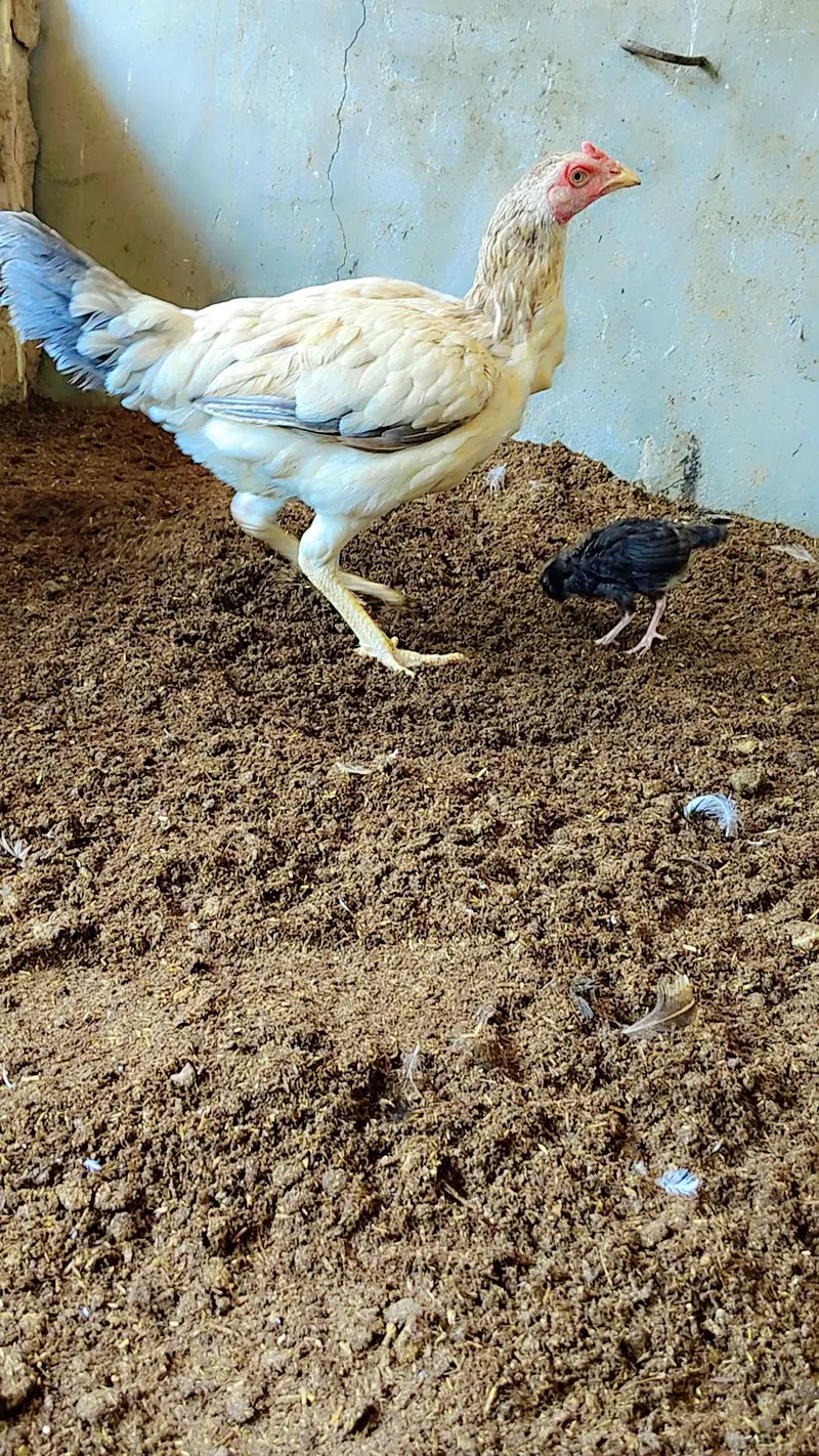 Mother with 1 chick — photo 3