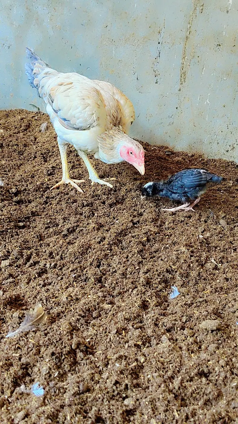 Mother with 1 chick — photo 4