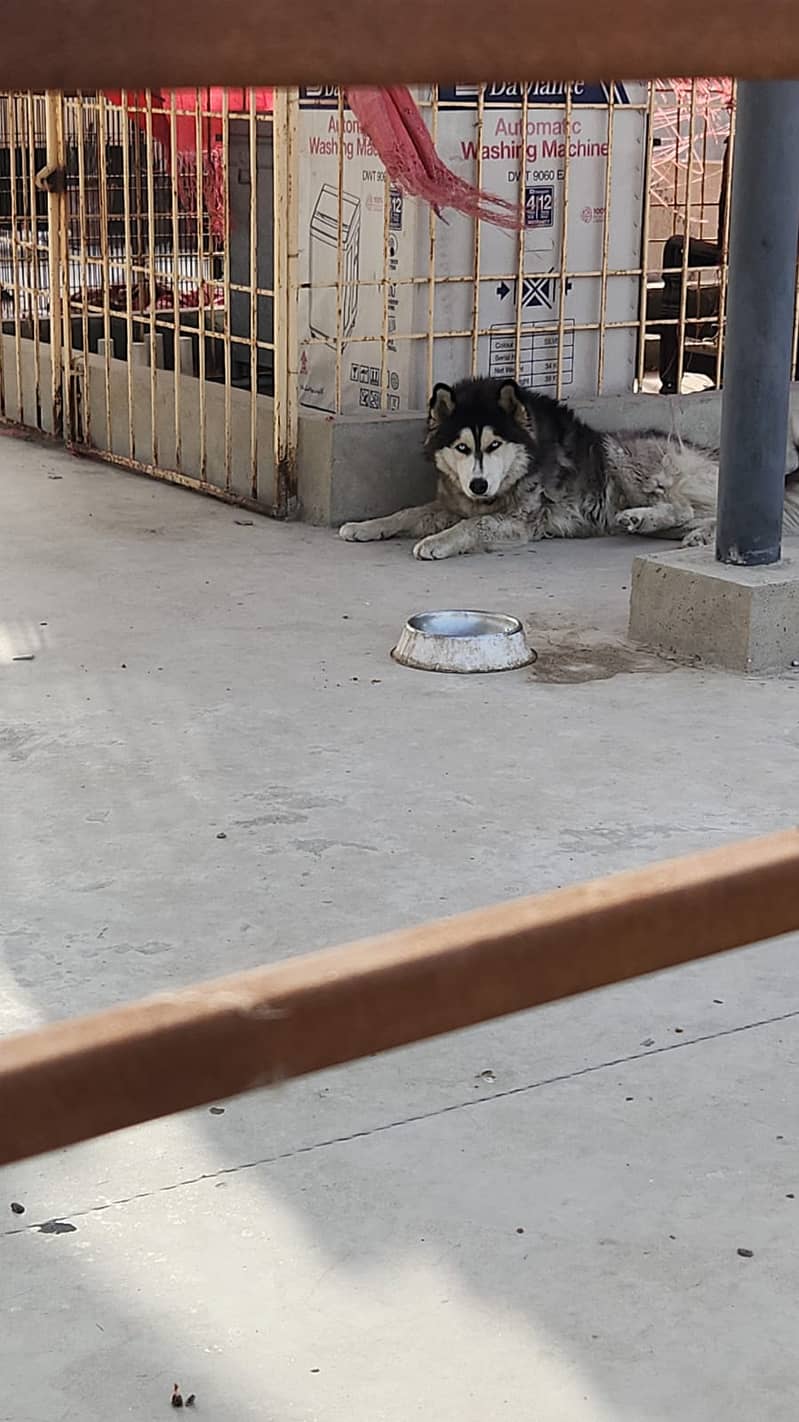 S. Husky 0