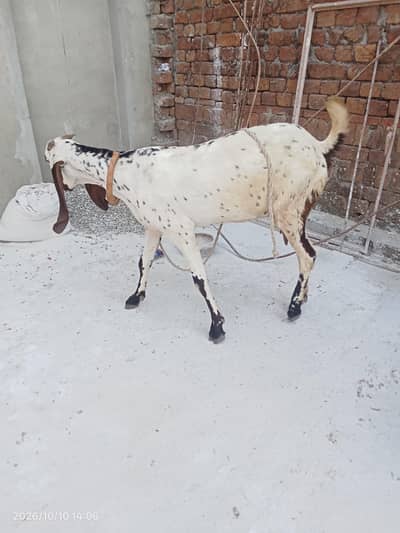 makhi cheni