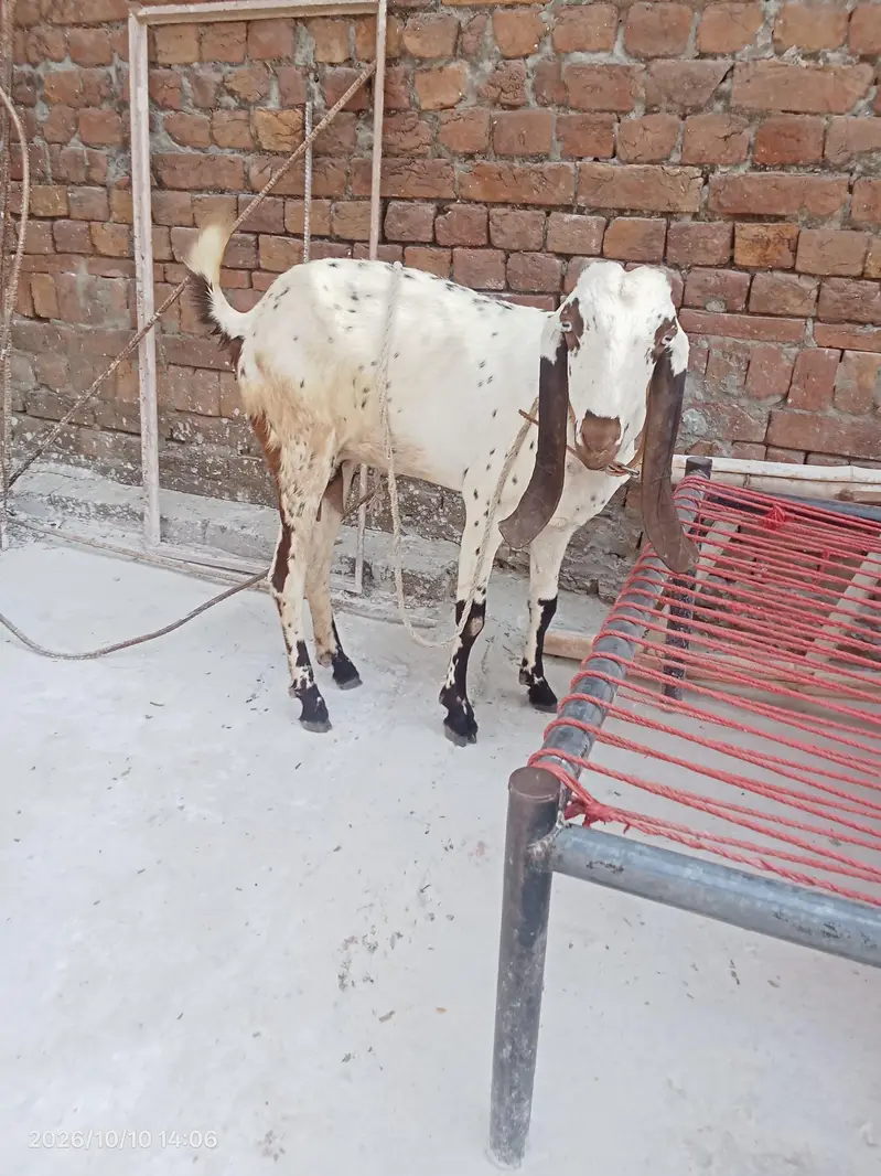 makhi cheni — photo 3