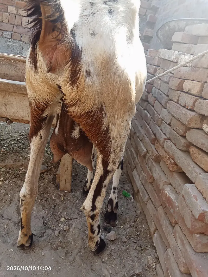 makhi cheni — photo 6