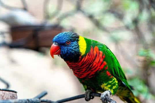 Lorry parrot 0