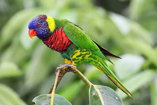 Lorry parrot 1