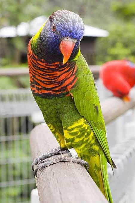 Lorry parrot 3