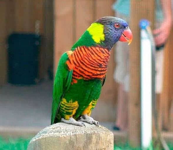 Lorry parrot 4