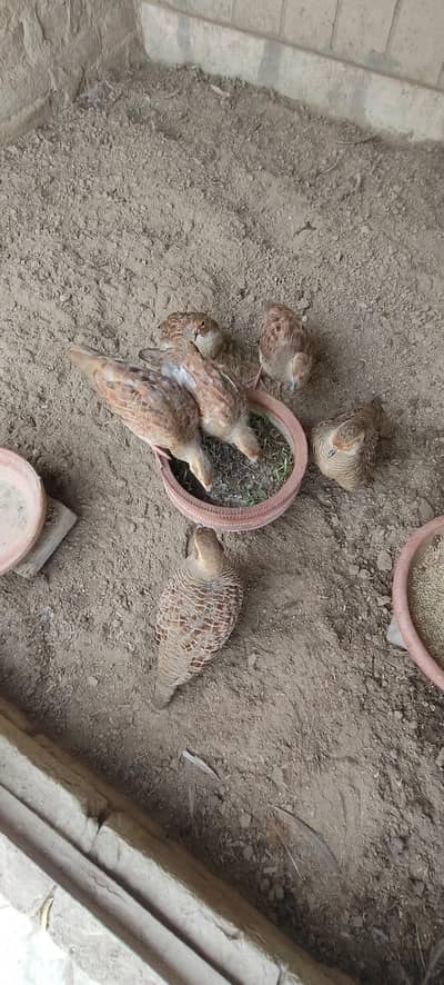 Dakhnu tetar ready to bread and chicksself for sale