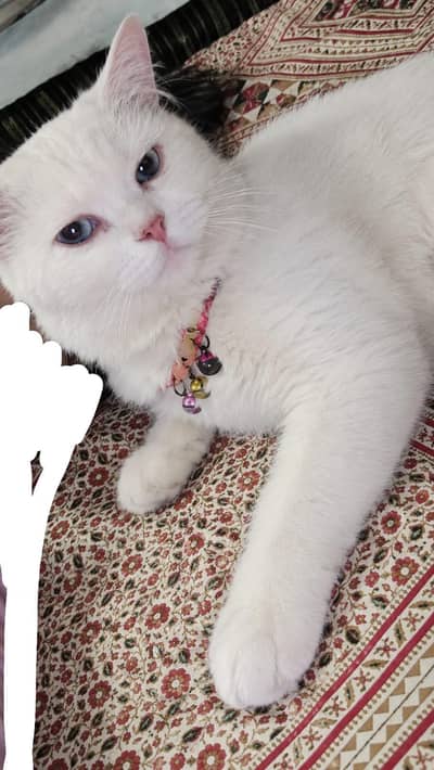white male Persian cat name tuffy for sale