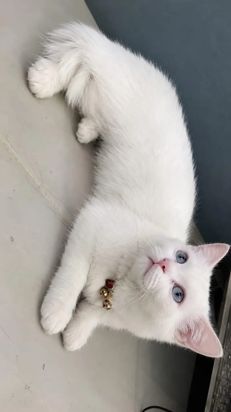 white male Persian cat name tuffy for sale — photo 2