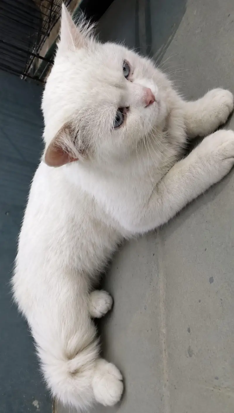 white male Persian cat name tuffy for sale — photo 3