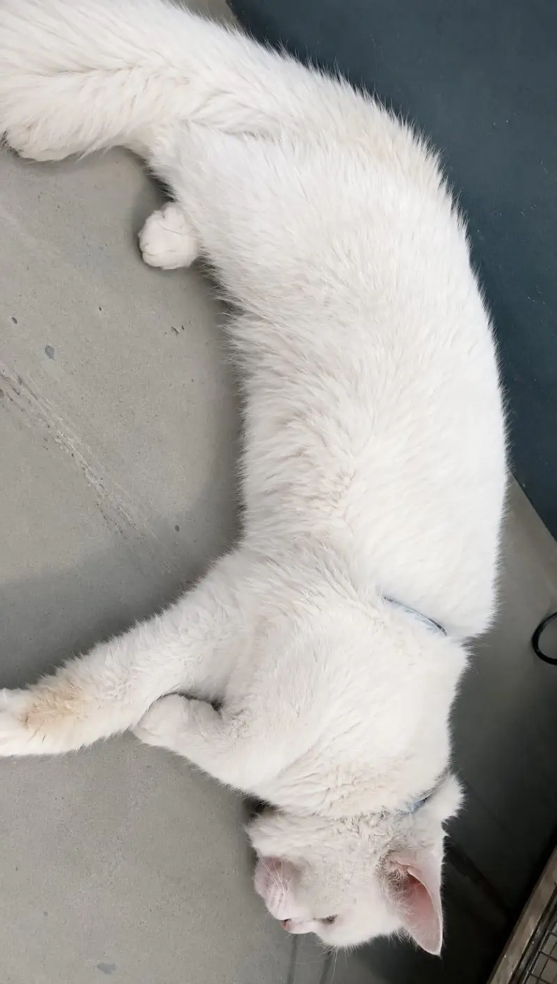white male Persian cat name tuffy for sale — photo 4