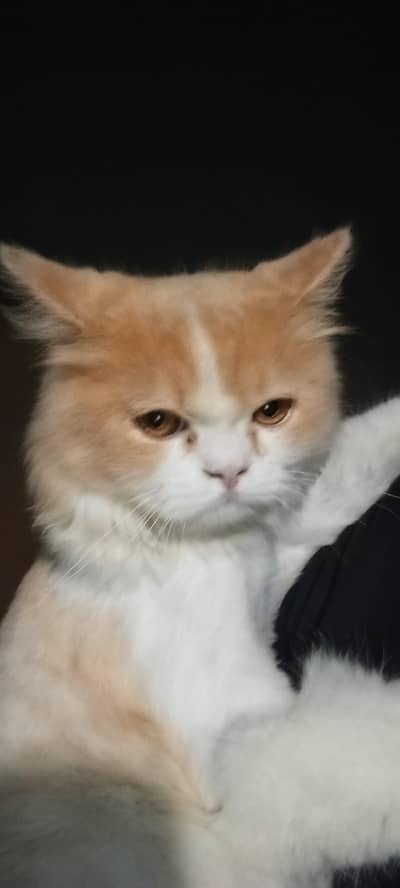 Persian cat (male)