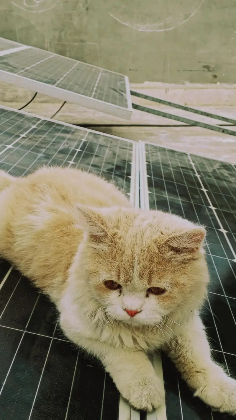 Persian cat (male) — photo 2