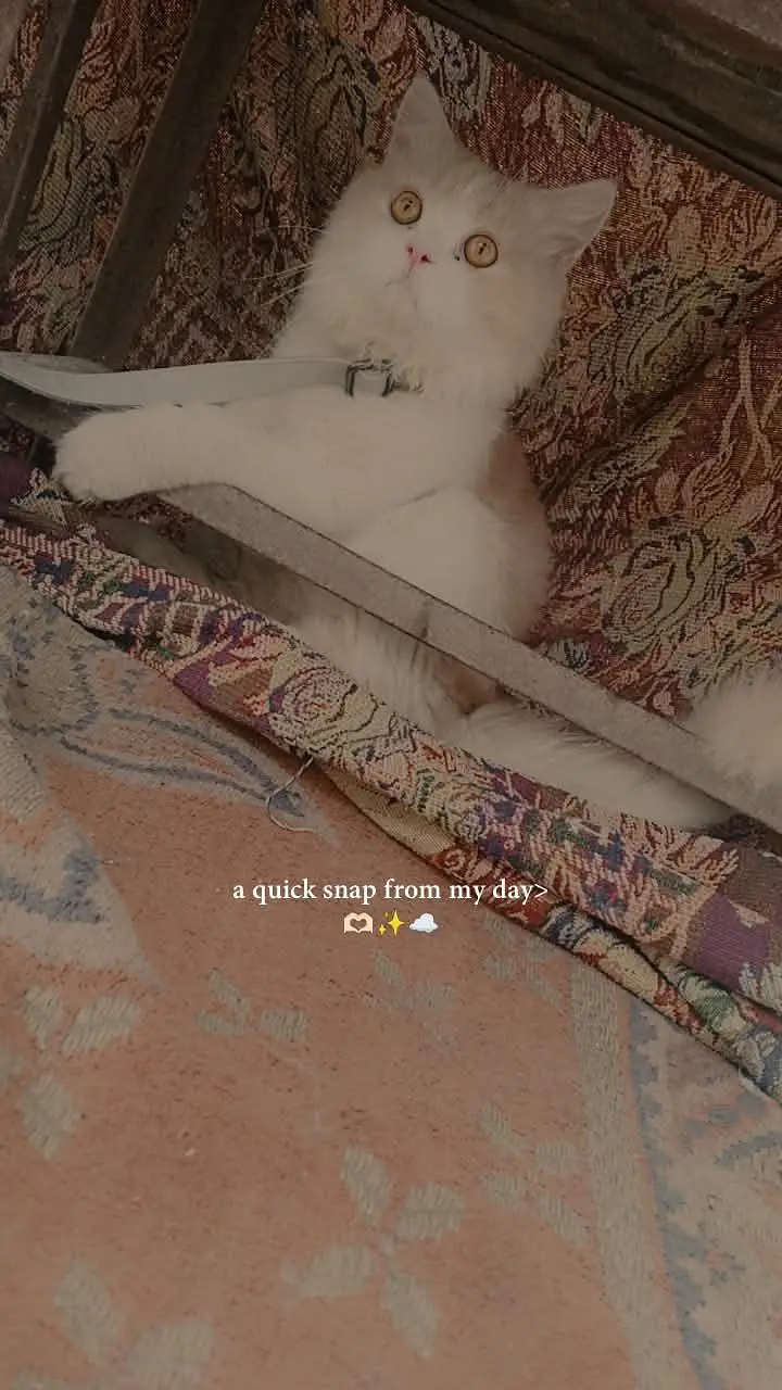 Persian cat (male) — photo 3