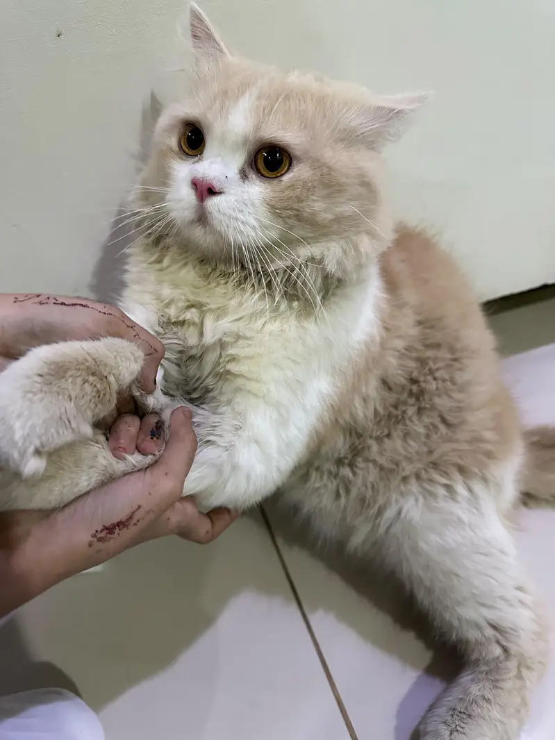 Persian cat (male) — photo 4