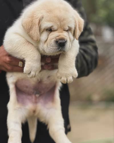 labrador female pedigre microchip imported Blodline puppy 03014615555