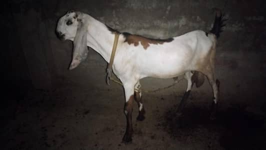 Bakra Betal