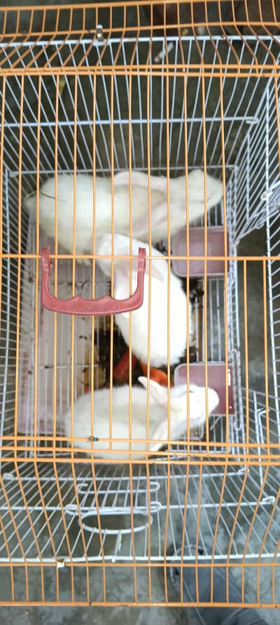 3 rabbit with penjra