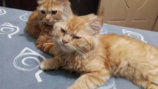 Cats for sale