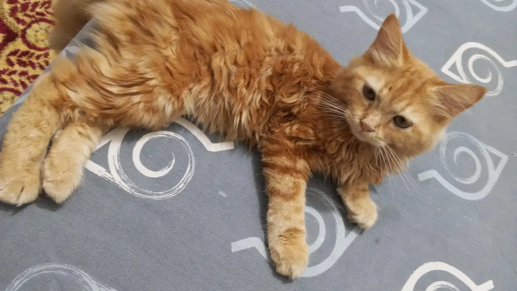 Cats for sale — photo 2