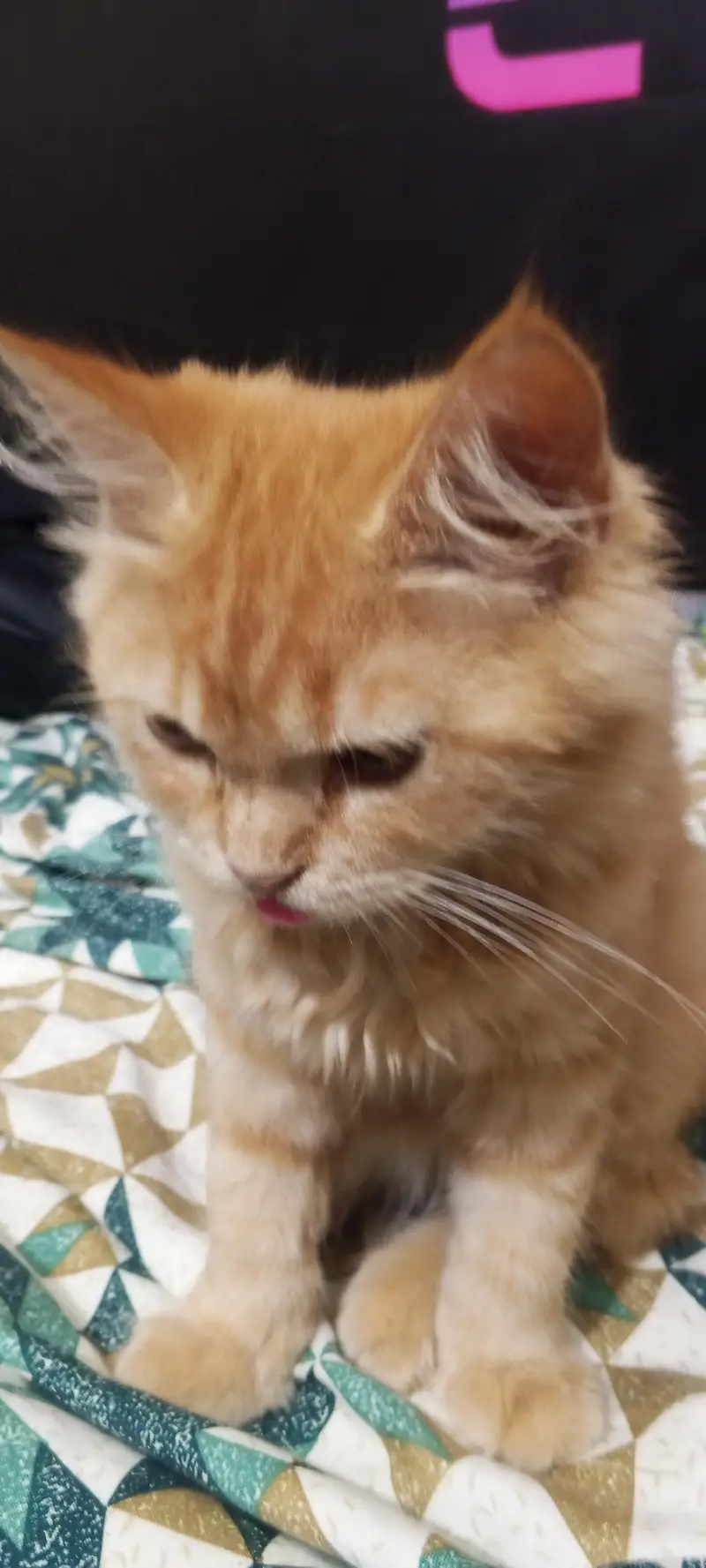Cats for sale — photo 3