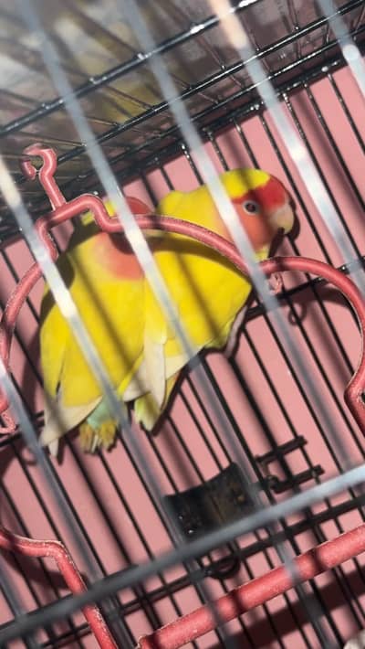 Lutino Rosy-faced Lovebird
