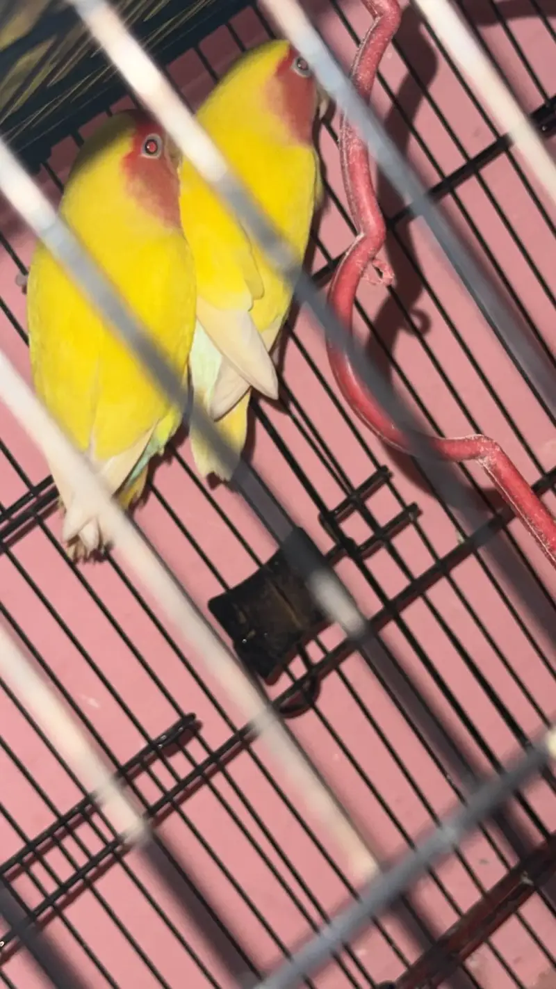 Lutino Rosy-faced Lovebird — photo 2